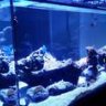 805reef