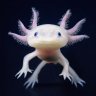 axolotl256