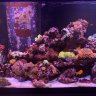 Hudsonvalleyreefguy