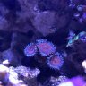 Colsaquarium