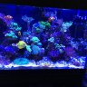 reefsofty
