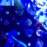 Reefandthecurious