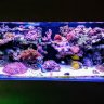 Reefer79