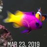 JacquieBeginnerReef