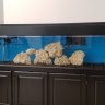 Bigquatics