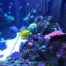 Bigbadfishy