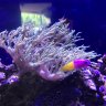 ReefKitty