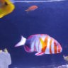 ReefRich34