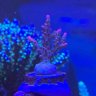 Reef_LA