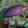 ReefOn55thDubai