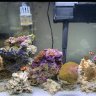 ReefDoc82