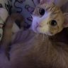 BigOrangeTabby
