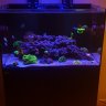 Chris'sReef