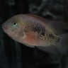 Gourami Swami