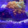 ReefAddict0887