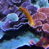 530Reef