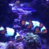 Fishguy_8
