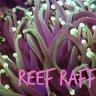 Reef Raff