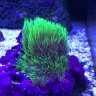 BattlestarAquarium