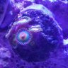 Rupture Reefer