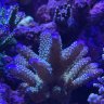 Jpcoral