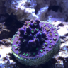 LoveReefer