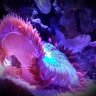 Reefgirl79