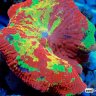 JM Corals