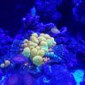 Coral_Reefer