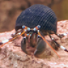 Reefmuffin