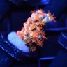 PHXReefguy