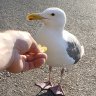 MeanGull