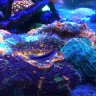 Minnesota Coral Reef