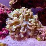 Polyp Punk