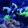 Reefman603