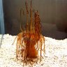Aiptaisia anemone