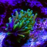 Coral4coral