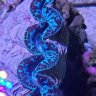 acan-man