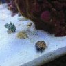 reefpunk707