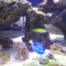 Noob_reefer