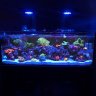 scubasteve020