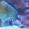 Urkin$Urchin