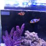 OceanGal