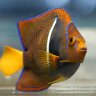 AJtheAquarist