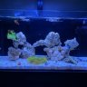 DomiKasReef