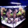 PicosReef