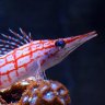 Dad Aquarium
