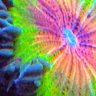 reefing4days