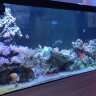 rayscoralreef