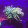 grantUcorals